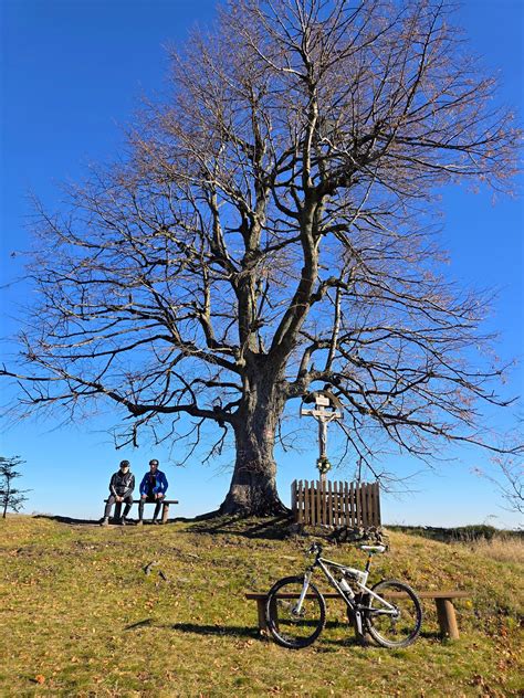 Ilustrácia starého dubového stromu s mohutnou kôrou