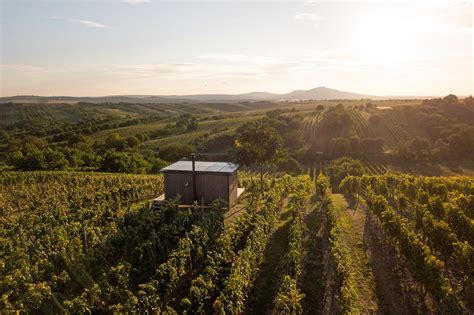 Konštrukcia vinohradu s oceľovými stĺpmi a drôteným vedením