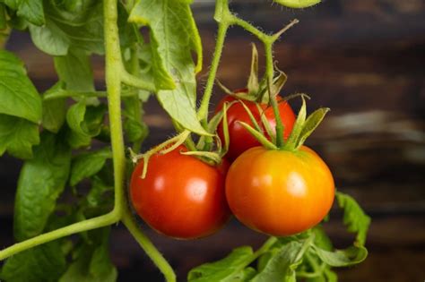 Infografika znázorňujúca rôzne štádiá rastu paradajky Rosella