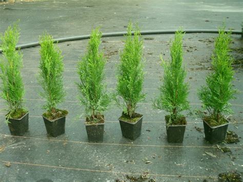 štruktúra tuje smaragdovej s detailným zobrazením ihličia