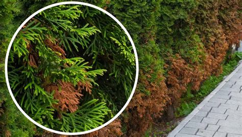 rôzne príčiny hnednutia a žltnutia konárov tuje