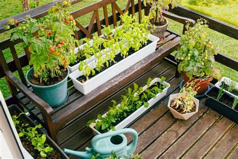 Schéma: Ukážka pestovania rôznych druhov byliniek a zeleniny v nádobách na balkóne s označením potrebného svetla a drenáže.