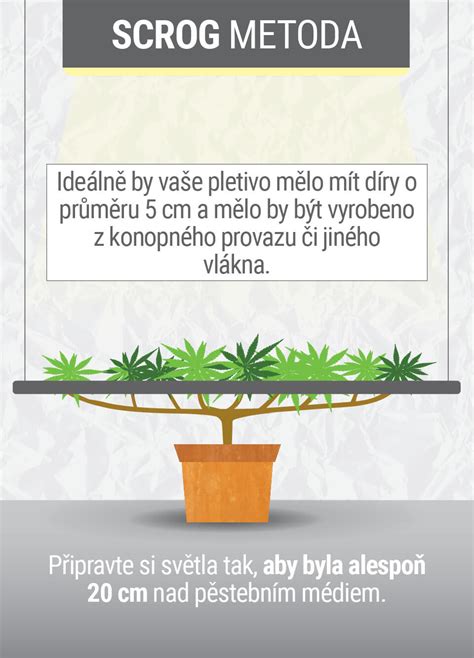 Schéma SCROG techniky pestovania marihuany