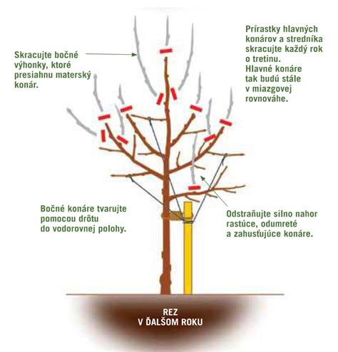 infografika postupu rezu jazmínu po odkvitnutí