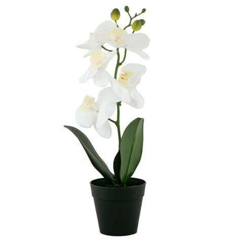 orchidea v kvetináči s kvetnou stonkou