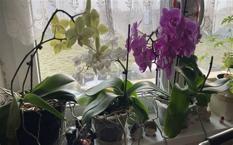 rozptýlené svetlo dopadajúce na orchideu na okennom parapete