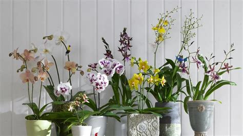 tabuľka s bežnými problémami a ich riešeniami pri pestovaní orchideí