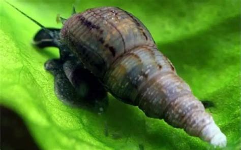 Ilustrácia slimáka Trumpet snail v substráte