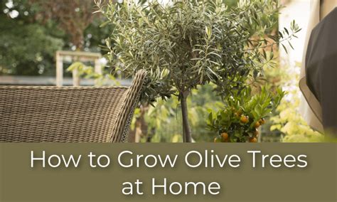 Infographic comparing olive tree planting in pots vs. ground