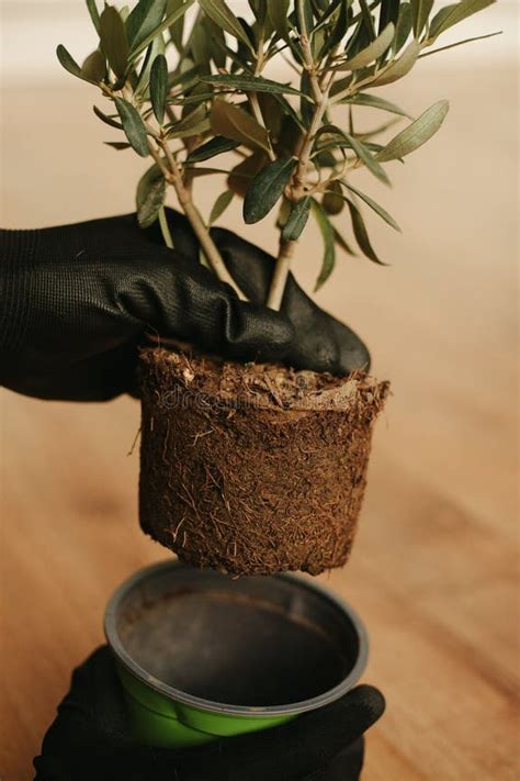 Step-by-step diagram of transplanting an olive tree from one pot to another
