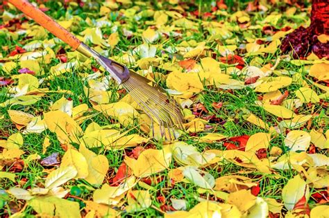 detailný záber na rozdrvené lístie na trávniku