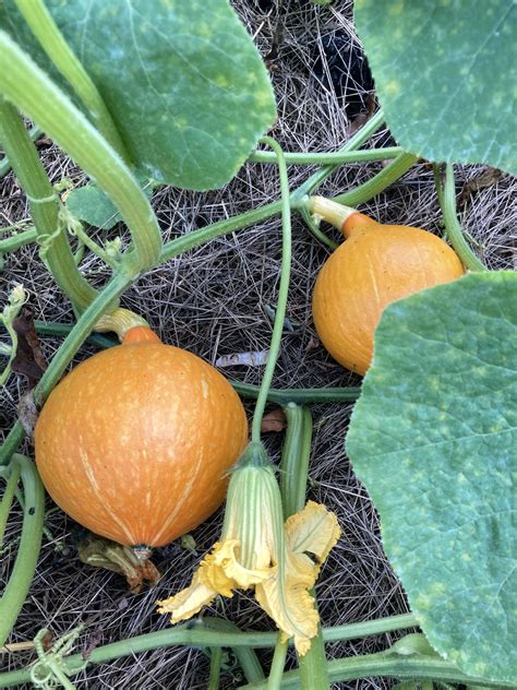 Schéma znázorňujúca správny zber tekvice so zachovaním dlhej stopky a znaky zrelosti plodu