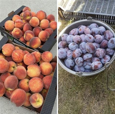 Ilustračná fotografia sušenia tekvíc v debničke vystlanej slamou na vzdušnom mieste