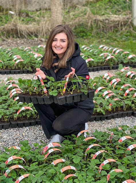 starostlivosť o sadenice eustomy