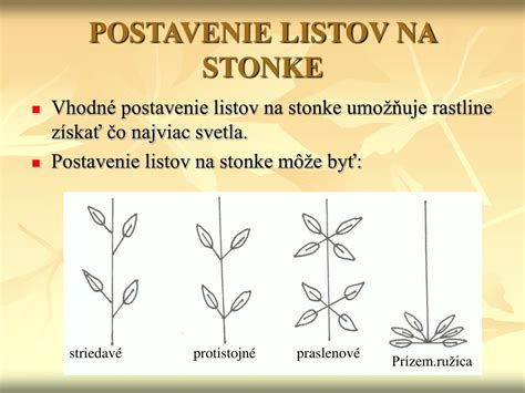 detail zrelých listov majoránky na stonke