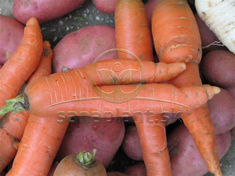 Porovnanie rôznych tvarov koreňov mrkvy (tradičná, chantenay, okrúhla)