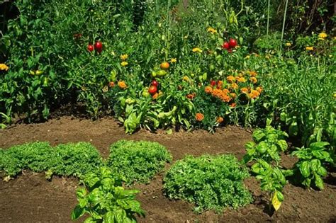 Schéma: Porovnanie portulaky veľkokvetej (kvetinový záhon) a portulaky zeleninovej (úžitková zelenina)