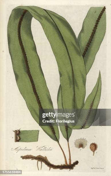 Ilustrácia jedovatých častí oleandra