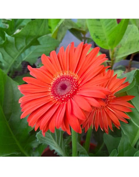 kvitnúca rastlina Gerbera jamesonii v rôznych farbách