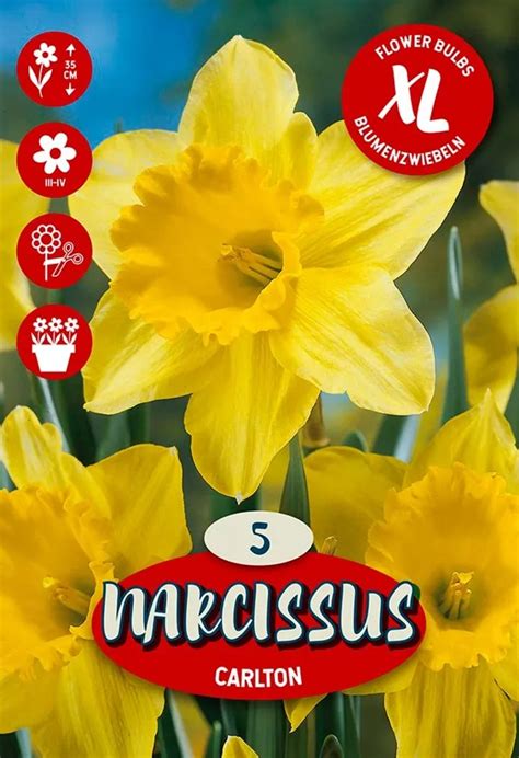 Ilustrácia odkvitnutého hyacintu a narcisu