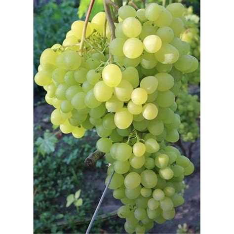 slnečné stanovisko pre vinič