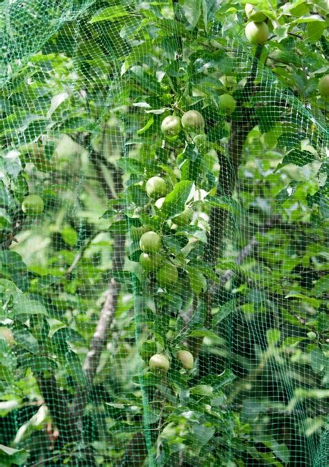 Sieť chrániaca čučoriedky pred vtákmi