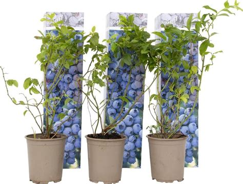 Rôzne druhy čučoriedok na tanieri