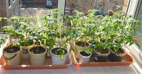 Detail sadeníc baklažánu v kvetináčoch