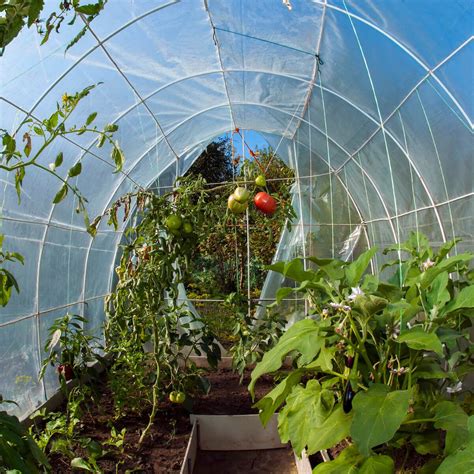 Detail rastliny baklažánu s plodmi vo fóliovníku