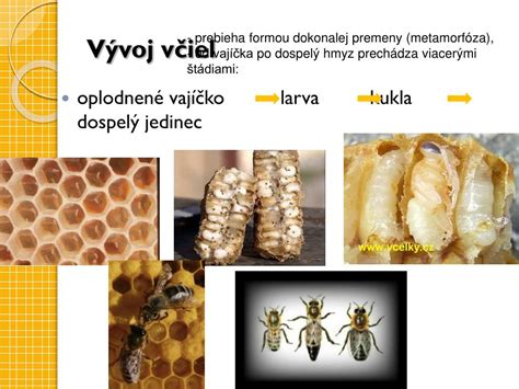 Schéma životného cyklu červotoča: vajíčka, larva, zakuklenie a dospelý jedinec v drevenej štruktúre.