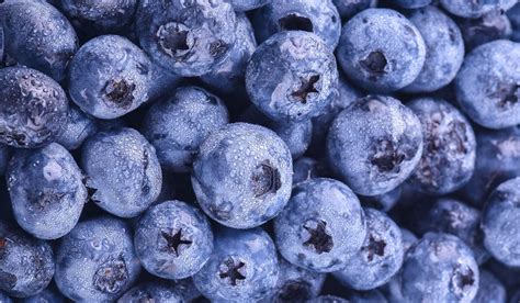 Ilustrácia prípravy drevnatých odrezkov čučoriedky