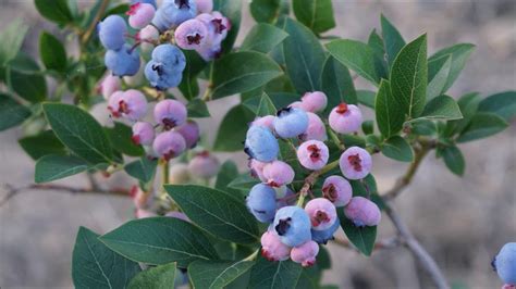 Infografika o optimálnych podmienkach pre pestovanie čučoriedok