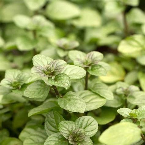 Detail záberu na rastlinu mäty s kvapkami rosy
