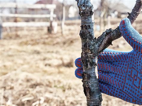 Schéma znázorňujúca rôzne techniky štepenia viniča