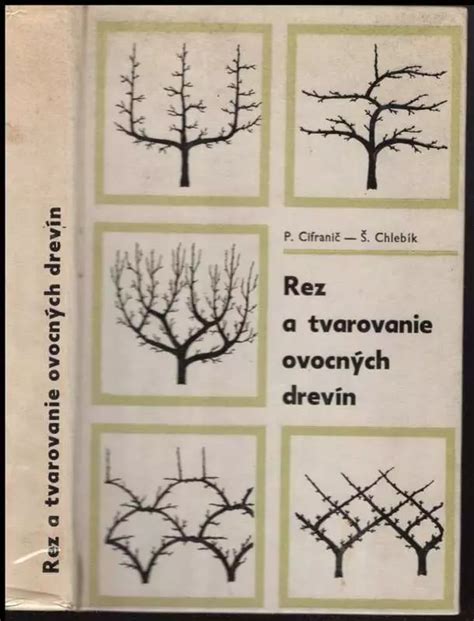 Schéma: správny rez citrónovníka pre tvarovanie a plodenie