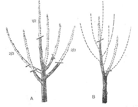 Schéma znázorňujúca správny rez kaliny: odstránenie starých výhonkov a skracovanie konárov smerujúcich von z kríka.