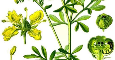 Ilustrácia rastliny ruta voňavá s detailom listov a kvetov