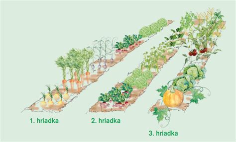 Schéma ideálneho usporiadania záhonov s cibuľou a jej najlepšími sprievodnými rastlinami (mrkva, reďkovka, šalát).