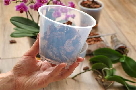 názorné ukážky presádzania orchideí a správneho substrátu