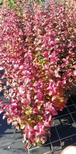 Zdravá Parócia perzská v jesennom sfarbení