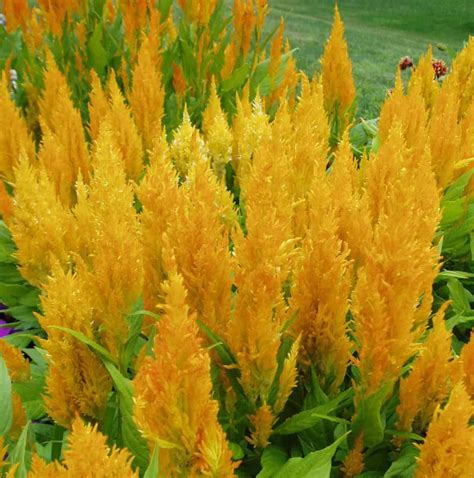 Detailná fotografia kvetenstva Celosia argentea v žiarivých odtieňoch