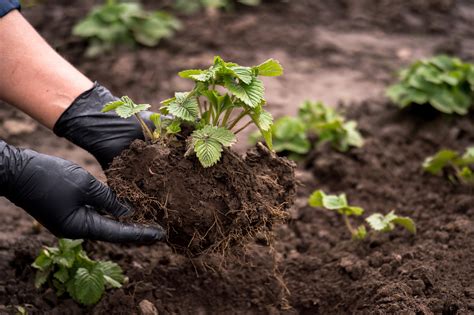 schéma: štruktúra pôdy vhodná pre jahody (hlinitopiesočnatá, humus)
