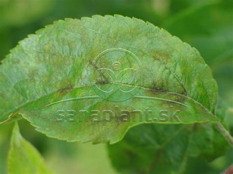 ilustrácia jabloní napadnutých múčnatkou s bielym povlakom na listoch a letorastoch