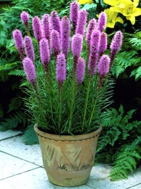 Schéma výsadby a anatómia rastliny liatra klasnatá