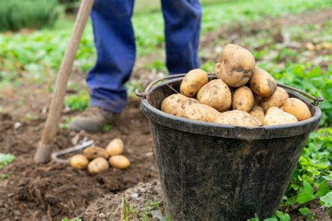 Zrelé hľuzy zemiakov pripravené na zber