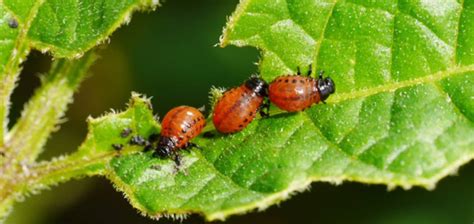 Detailný pohľad na pásavku zemiakovú a jej larvy