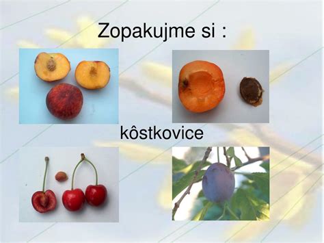 infografika: ovocné rastliny a ich typickí škodcovia