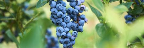 Detailná fotografia misky čerstvo nazbieraných čučoriedok Northland