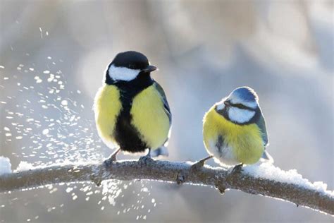 Farebné odlíšenie sýkorky veľkej s vyznačeným čiernym pásikom na bruchu a hlavou