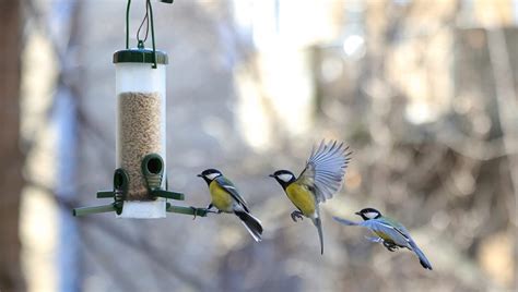 Skupina sýkoriek veľkých na kŕmidle počas zimy
